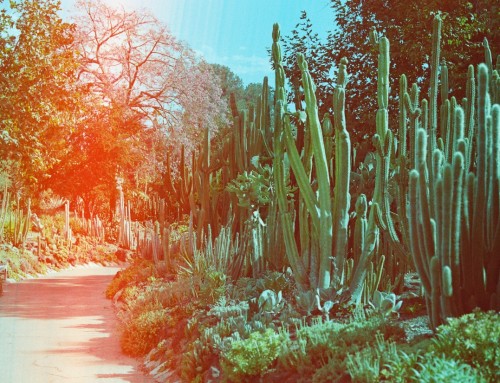 Desert Garden