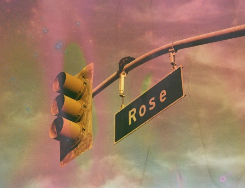 Rose with Crow